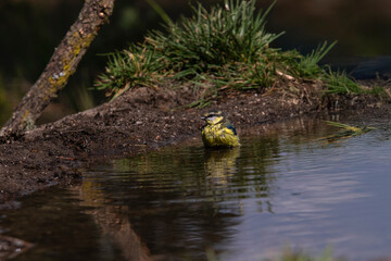 Blue tit mid-grooming after a bath, feathers puffed and glistening in the sunlight near the pond edge.