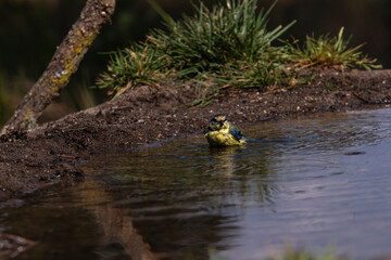 Blue tit looking to the side while drying off in a shallow pool, displaying bright yellow and blue plumage.