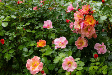 Blooming bush of vibrant pink and orange open rose flowers with glossy green leaves in summer garden. Natural floral beauty, botany, ornamental landscaping and biodiversity in urban nature