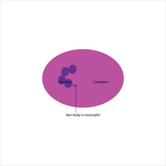 Neutrophil Cell Structure with Barr body