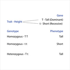 Understanding Dominant and Recessive gene - Phenotypes and Genotypes Height Trait 