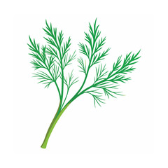 Obraz premium Vibrant Dill Sprig Fresh Herb Illustration
