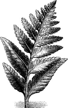 Fern frame in vintage engraving style with pencil sketch design