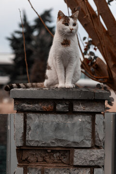 White cat sitting on a garden wall