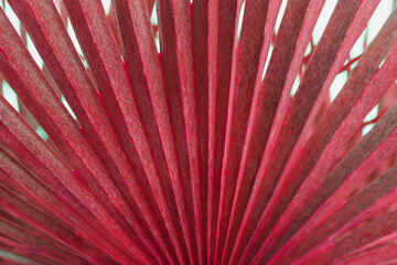 Close up of vibrant red palm leaf structure