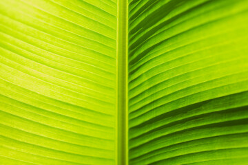Close up of vibrant green tropical leaf