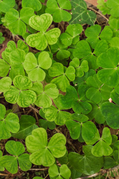 Green clover leaves in lush, natural habitat