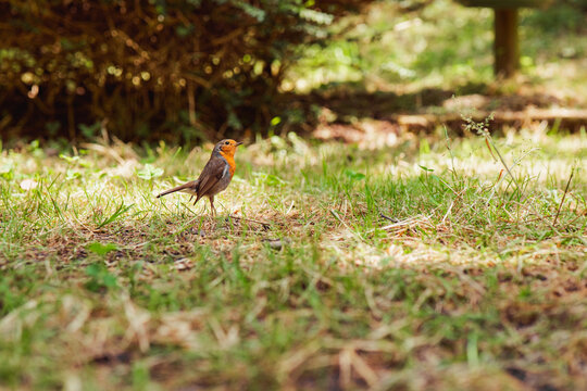 European robin in sunlit forest clearing