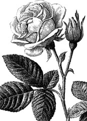 Vintage rose and lace border with engraving style for classic design