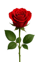 Beautiful Single Red Rose Isolated on Transparent Background