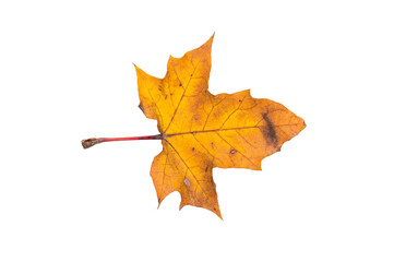 Close up of maple yellow autum leaf isolated on white background