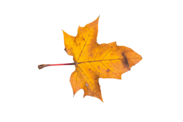 Close up of maple yellow autum leaf isolated on white background