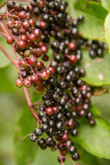 poisonous berries