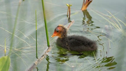 Duckling