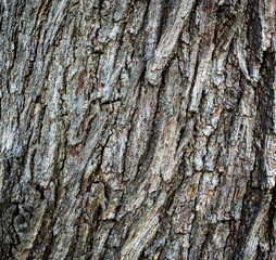 Background of natural wood bark