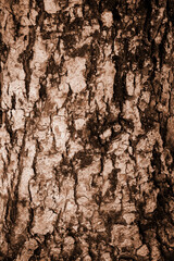 Background of natural wood bark