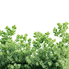 Obraz premium Greenery png