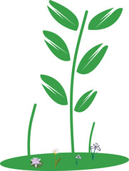 green plant isolated on white background