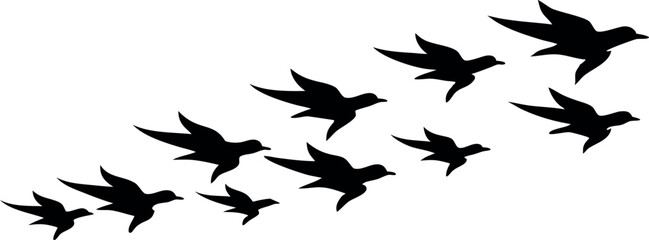 vector silhouettes of bird