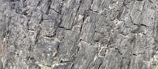 Charred and Cracked Wood Texture After Fire