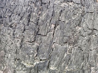 Charred and Cracked Wood Texture After Fire