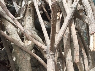 Pile of Natural Tree Branches Texture. Close-up of tangled natural tree branches with bark texture,...