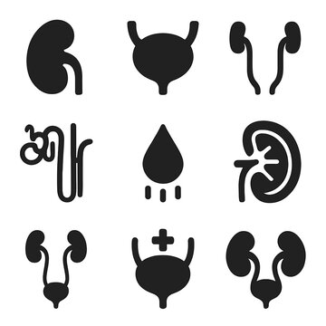 Urinary System Icons. Solid style icons of urinary system: kidney icon, urinary bladder, ureter tubes, nephron detail icon, urine