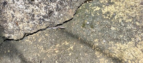 Cracked Concrete Ground with Moss and Debris