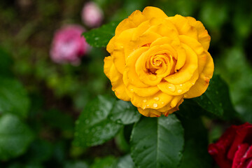 golden yellow rose bloom sparkling with water droplets