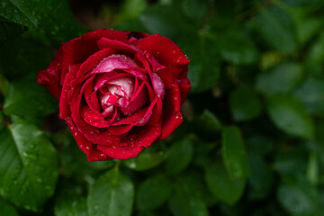 deep red rose blossom covered in morning raindrops