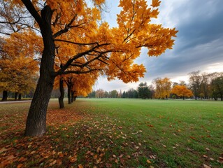 Orange leaves cover tree branches along a grassy park, under a cloudy sky. Fallen leaves scattered on the ground create a colorful autumn scene, blending with distant trees