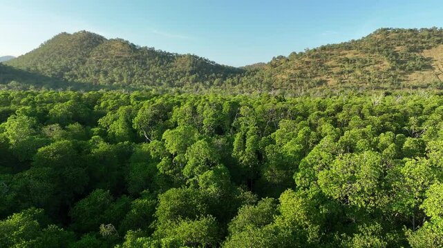 An extensive mangrove grows on the island of Lembata in the Lesser Sunda Islands, not far from Alor. This tropical area harbors many marine habitats and thus supports spectacular marine biodiversity.