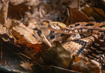 Timber Rattlesnake mating pair in a zoo herpetarium in the leaf litter. Native to the Eastern and some parts of the South live in rocky outcrops.