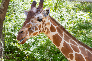 Reticulated giraffe browsing on leaves at the zoo. Native to western and Southern Africa.