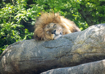 African Lion taking a nap on a rock at the zoo. African Lions native to central and Southern Africa.