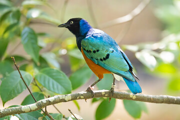 Superb Starling at an aviary enclosure at the zoo. An African bird that lives in the woods but can...