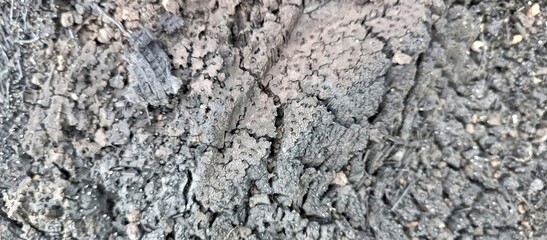 Rough Charred Wood and Earth Texture with Debris