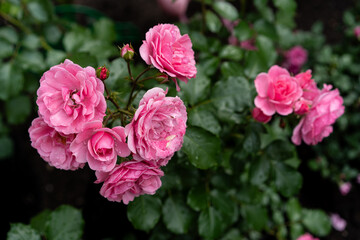 spray roses with raindrops on deep green foliage