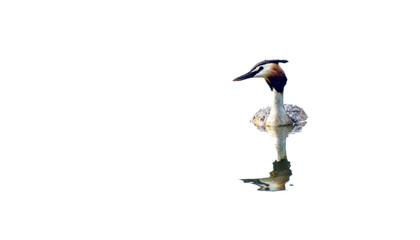 The great crested grebe (Podiceps cristatus) on a white background