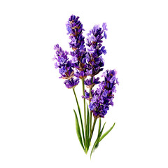 lavender drawing png