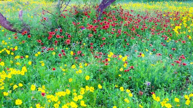 Meadow Filled With Prickly Pear Cactus and WIldflowers, Canyon Rim Spur Trail, Caprock Canyon State Park, Texas, USA