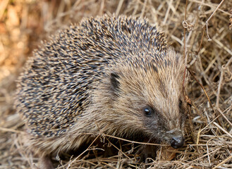 Wild European Hedgehog in Dry Grass Close-Up