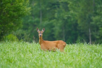 Roe Deer Standing in Green Meadow in Summer