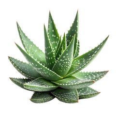 Healthy aloe vera plant with green leaves and white spots PNG file isolated on transparent background cut out, clipping path, social media, Advertisement, high quality, HD photo, close up,  web.