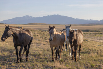 Wild Horses in the Utah Desert in Springtime