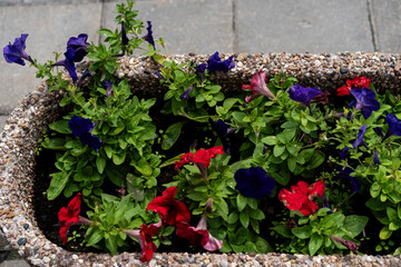 stone planter filled with red and violet petunias