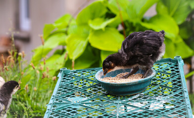 Small black chicken pecking grain outdoors. Home of Western Ukraine. Europe.