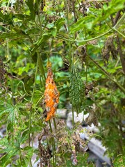 The Growth Stages of Bitter Melon