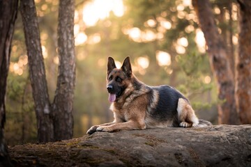 German Shepherd in the forest and playing in the water