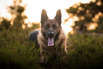 German Shepherd in the forest and playing in the water